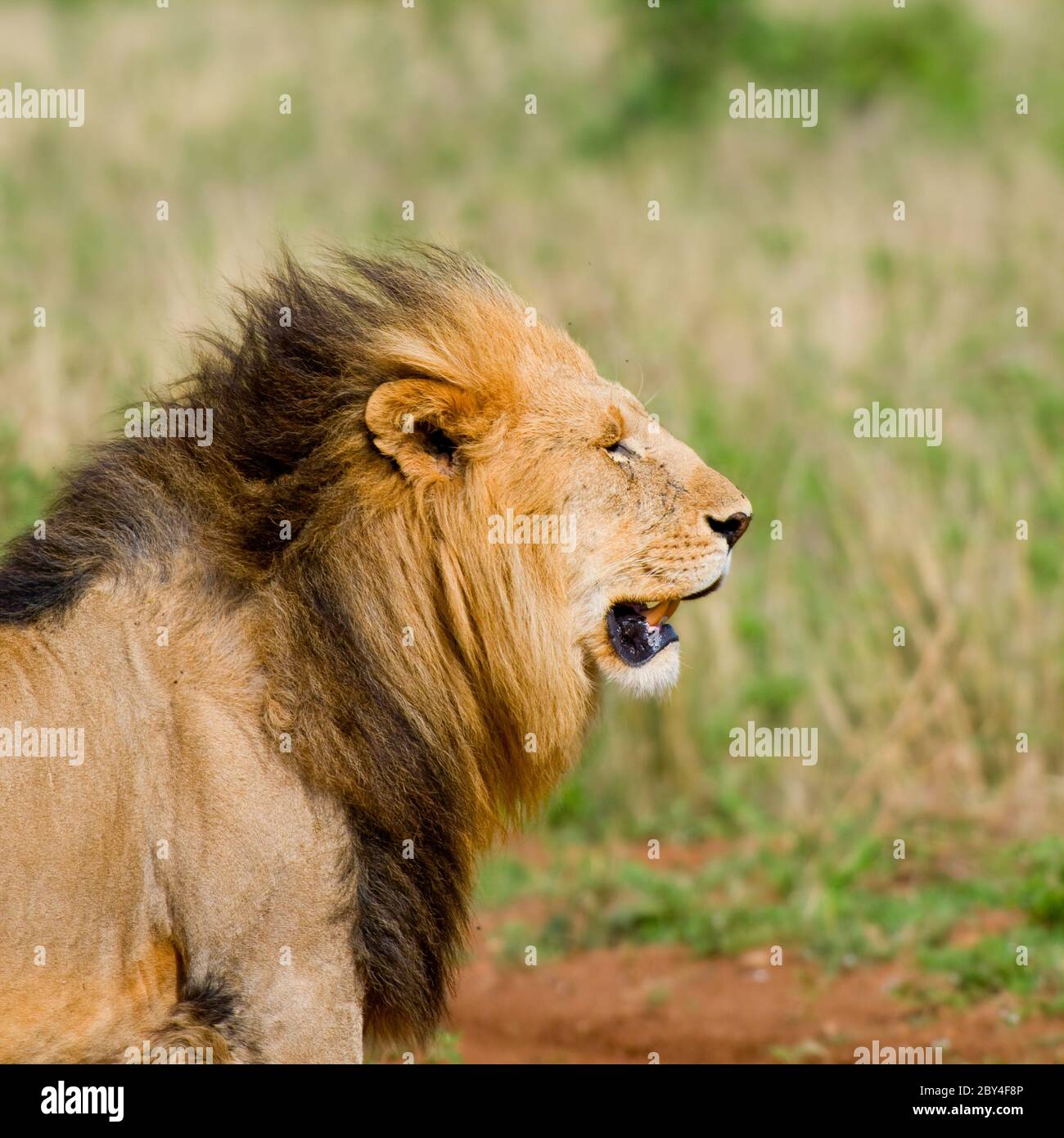 lion's head Stock Photo