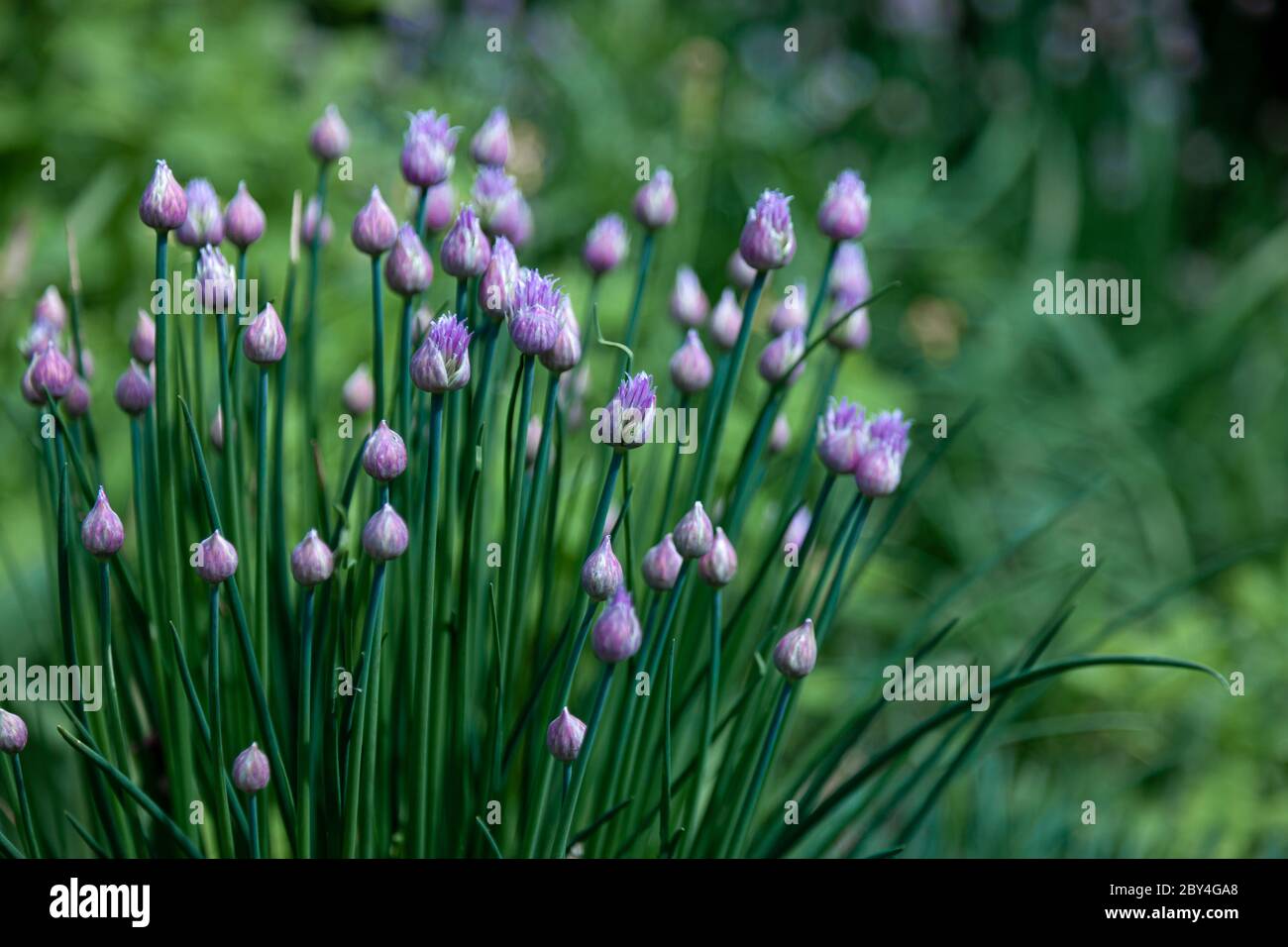 Purple flowers in the garden. Onion, or chives, is a perennial herbaceous plant Latin name: Allium schoenoprasum. Stock Photo