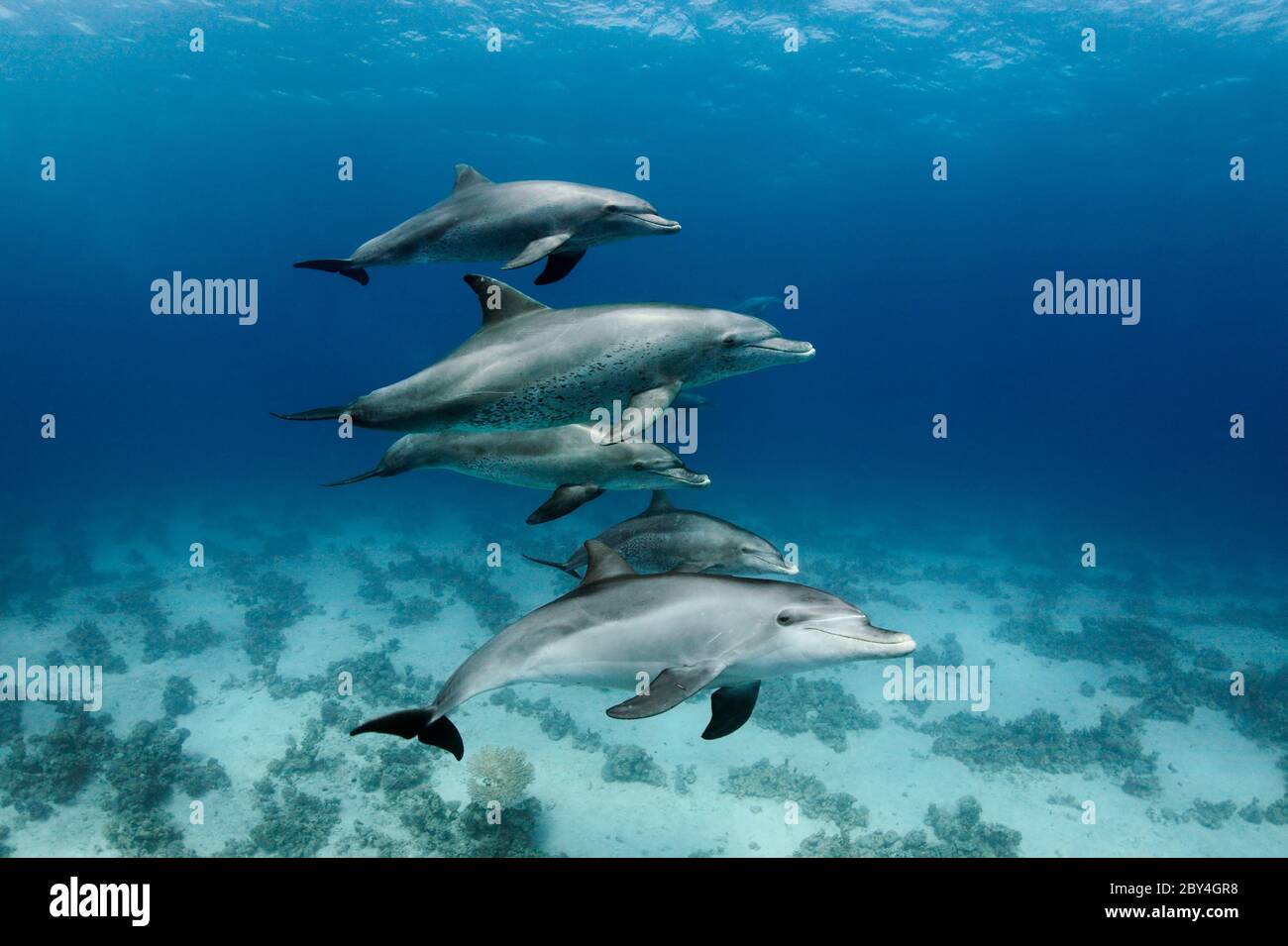 A couple of wild Indo-Pacific bottlenose dolphins (Tursiops aduncus) is playing in front of the camera underwater in the Red Sea. Stock Photo
