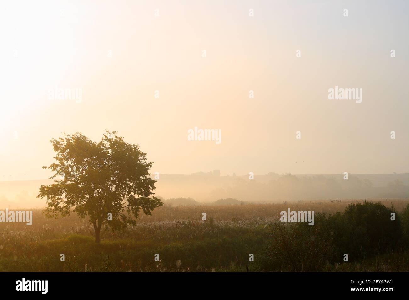 single tree in mist Stock Photo - Alamy