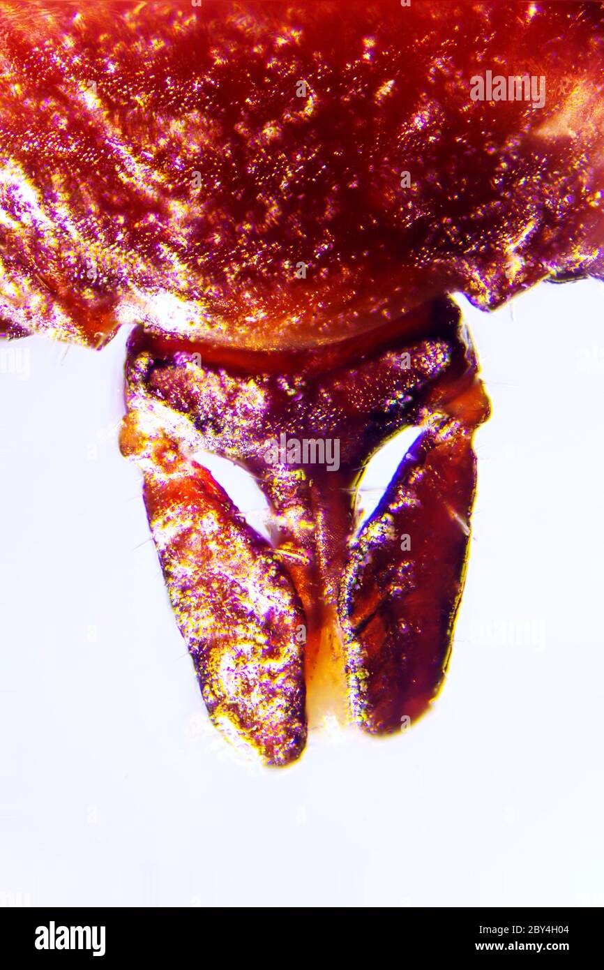 Zecke Ixodes Ricinus Stock Photo - Alamy