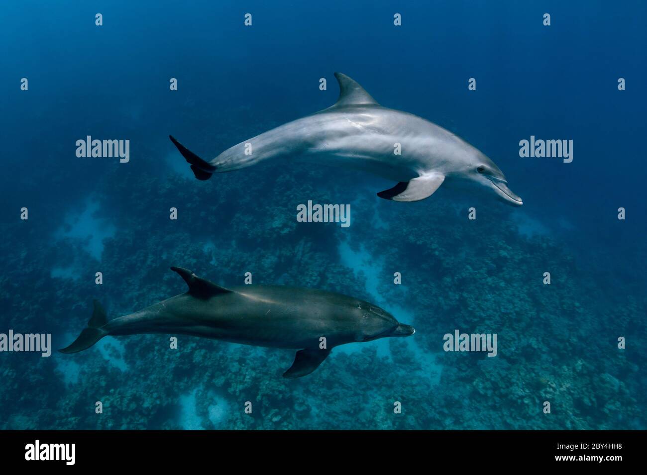 A couple of wild Indo-Pacific bottlenose dolphins (Tursiops aduncus) is playing in front of the camera underwater in the Red Sea. Stock Photo