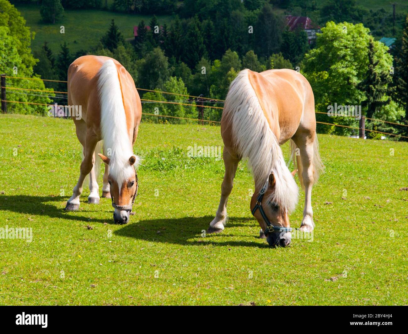 A white palomino hires stock photography and images Alamy