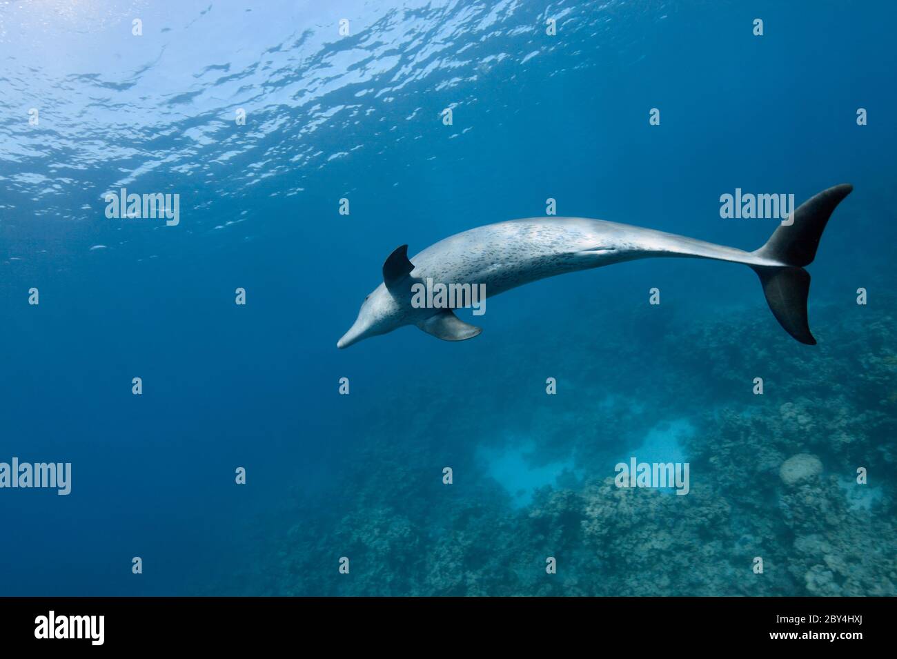 A single wild Indo-Pacific bottlenose dolphin (Tursiops aduncus) is playing in front of the camera underwater in the Red Sea. Stock Photo