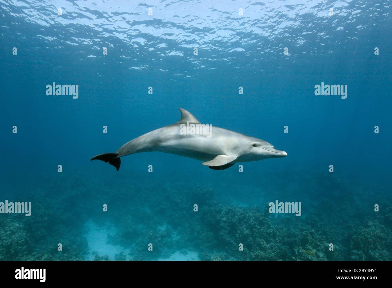 A single wild Indo-Pacific bottlenose dolphin (Tursiops aduncus) is playing in front of the camera underwater in the Red Sea. Stock Photo