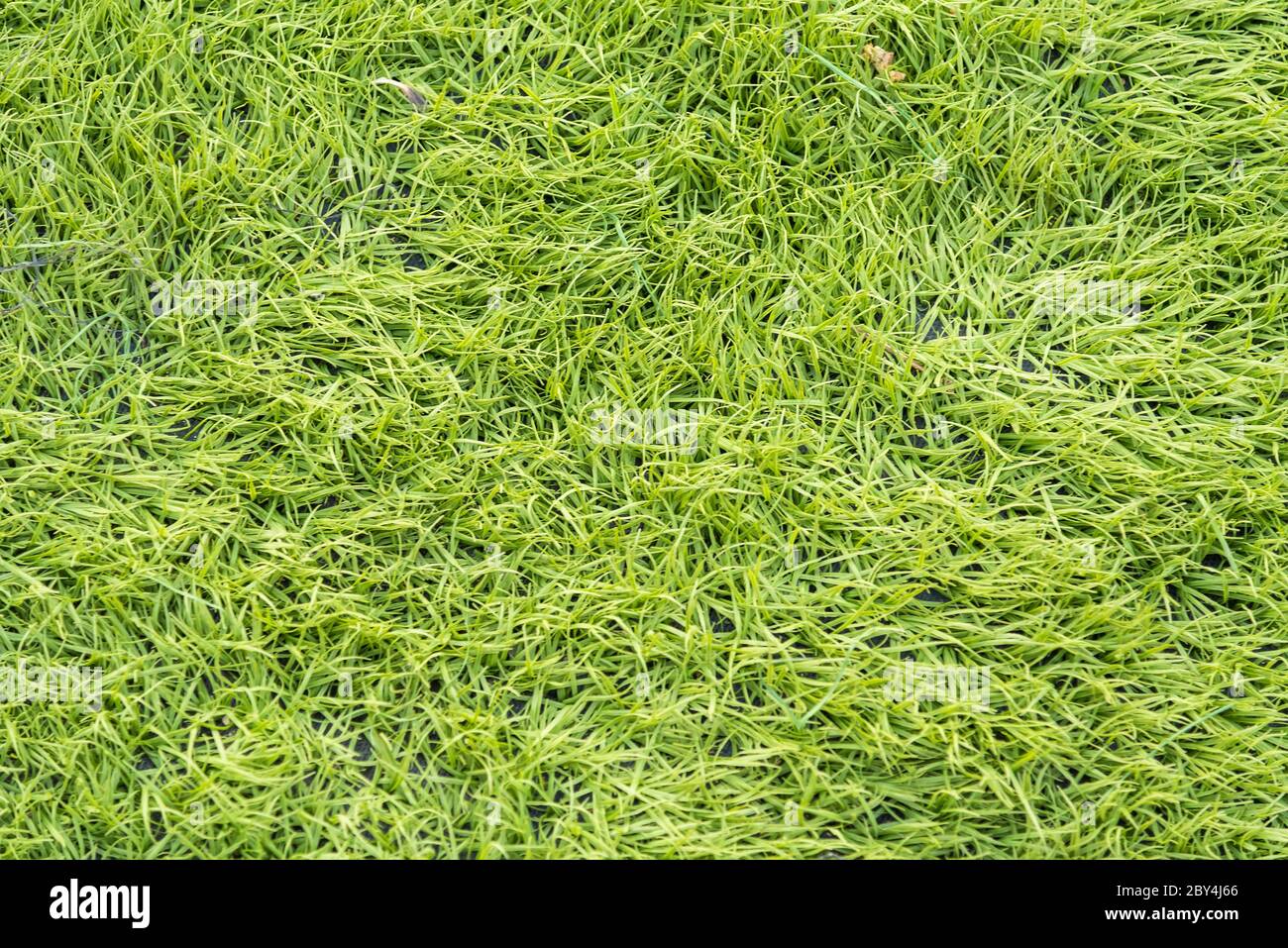 green artificial grass textures background Stock Photo - Alamy