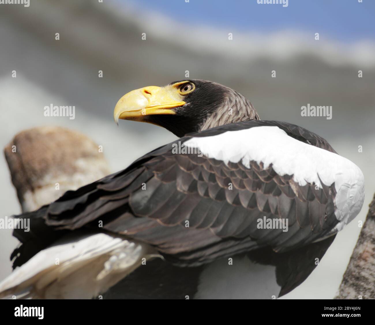 Day of eagle hi-res stock photography and images - Alamy