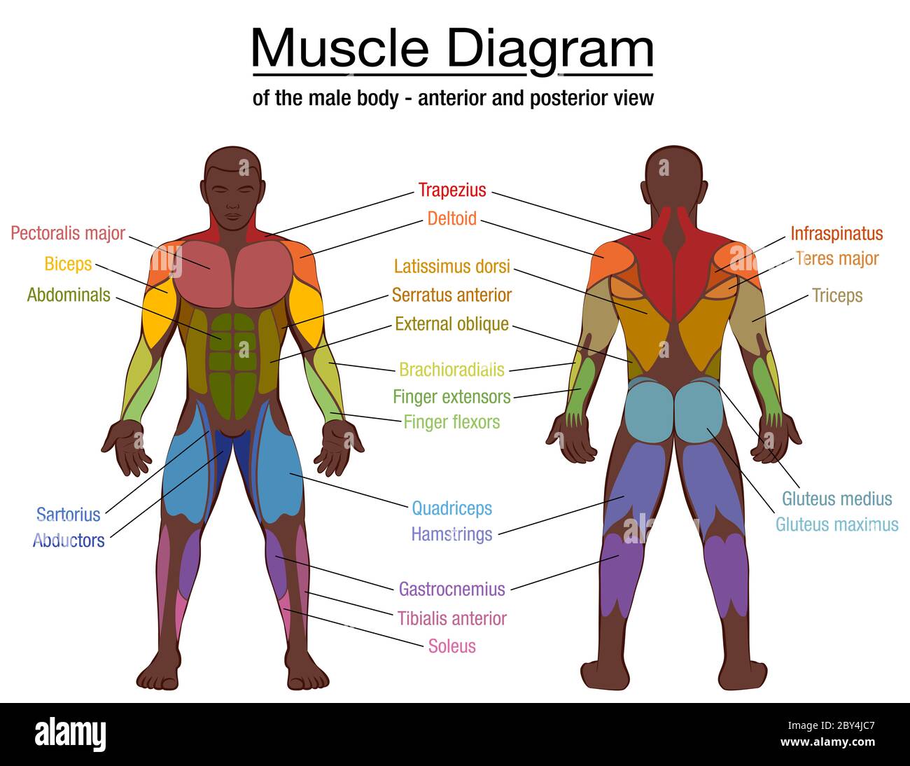 Muscle diagram, most important muscles of an athletic black man, anterior and posterior view, male body. Labeled illustration chart, white background. Stock Photo