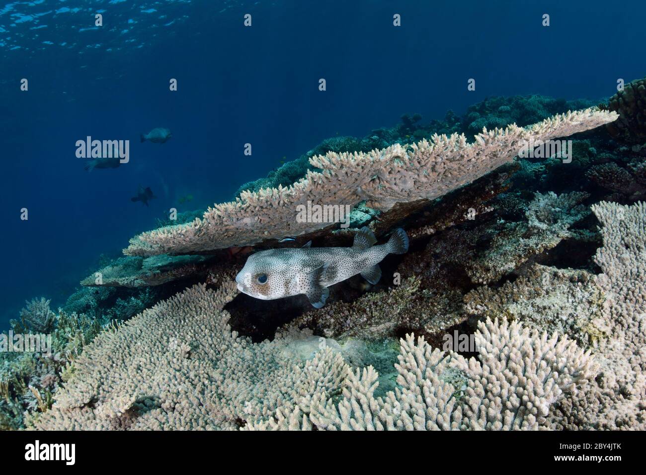 Porcupinefish (Diodon hystrix) is hiding under the table coral on the reef in the Red Sea. Stock Photo