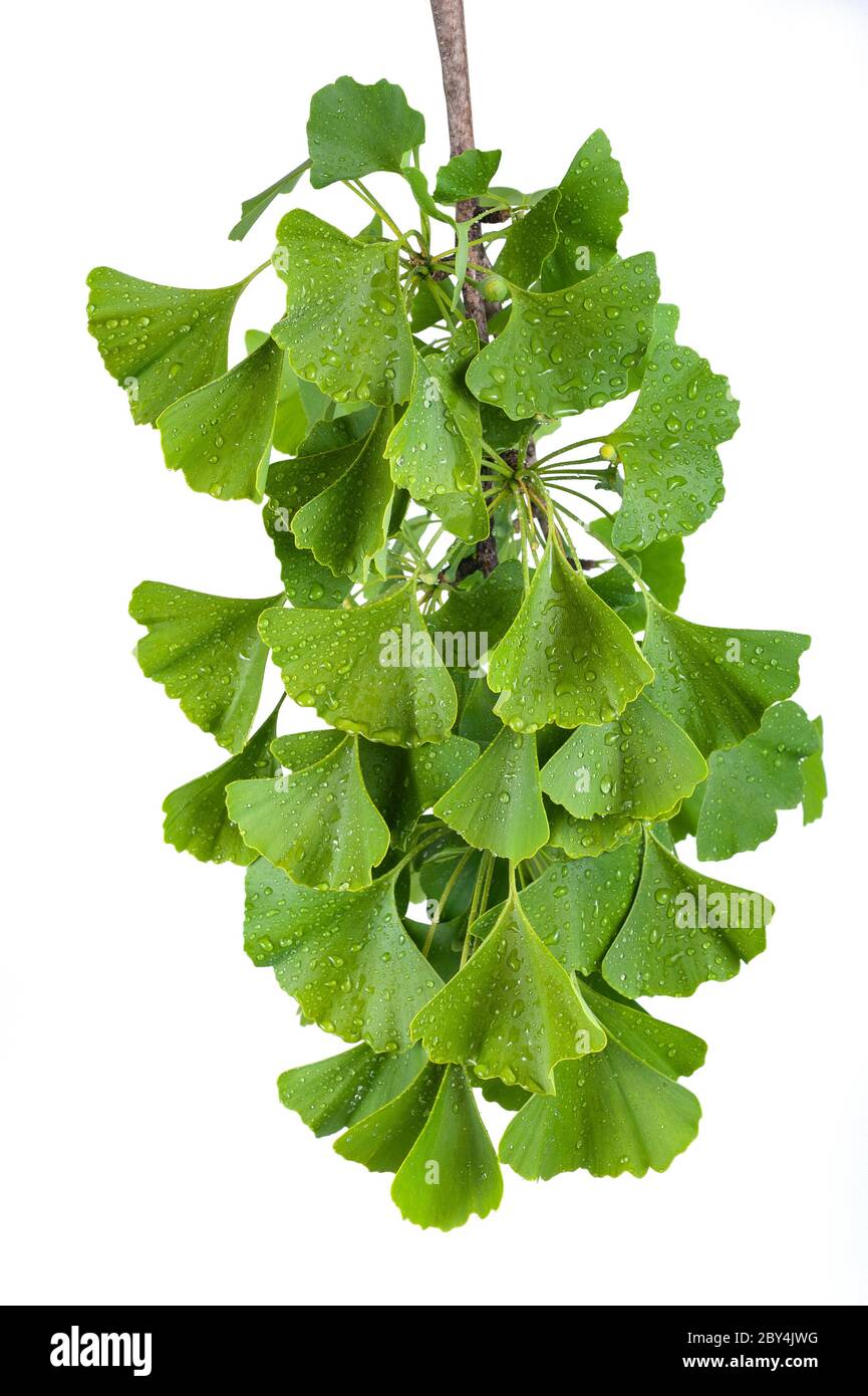Ginkgo biloba branch with wet  leaves isolated on white Stock Photo