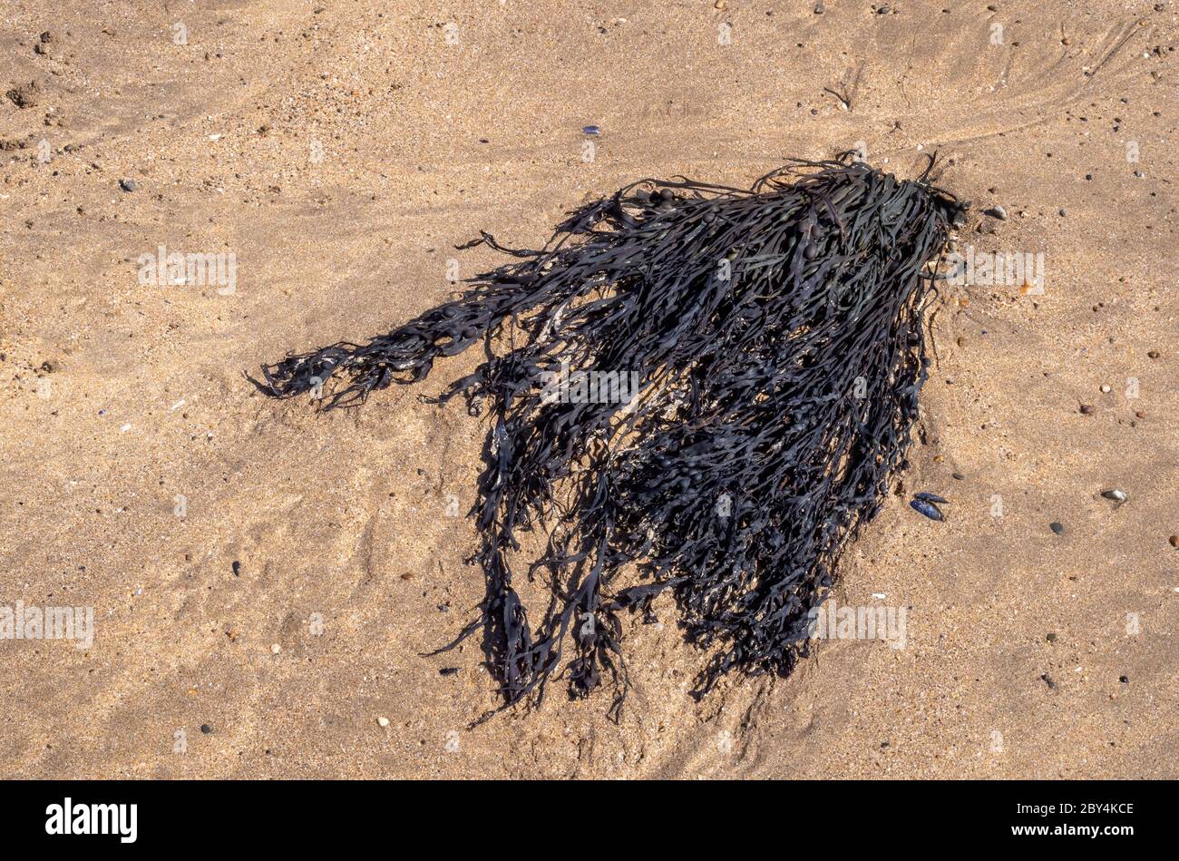 Seaweed, bladderwrack, dried on sandy beach, UK. Medicinal. Fucus vesiculosus. Stock Photo