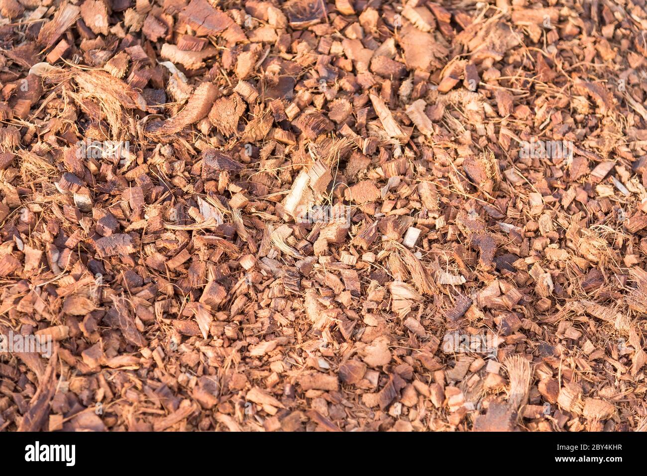 Coconut shell mixed with soil For planting trees. organic plant Concept. Stock Photo