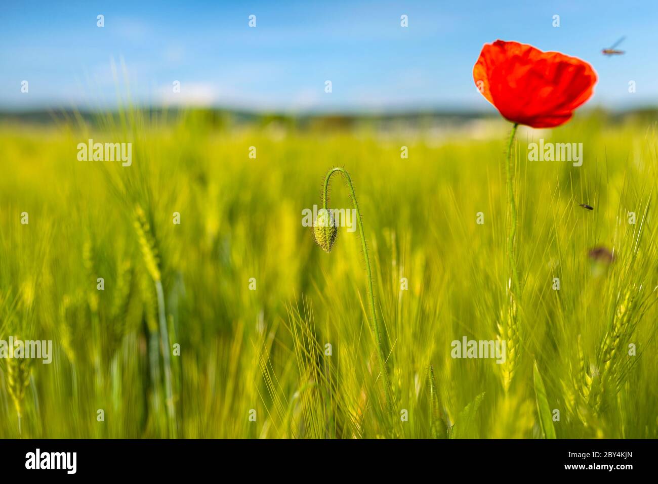 Undeveloped common poppy growing in a wheat field, in the background a ...