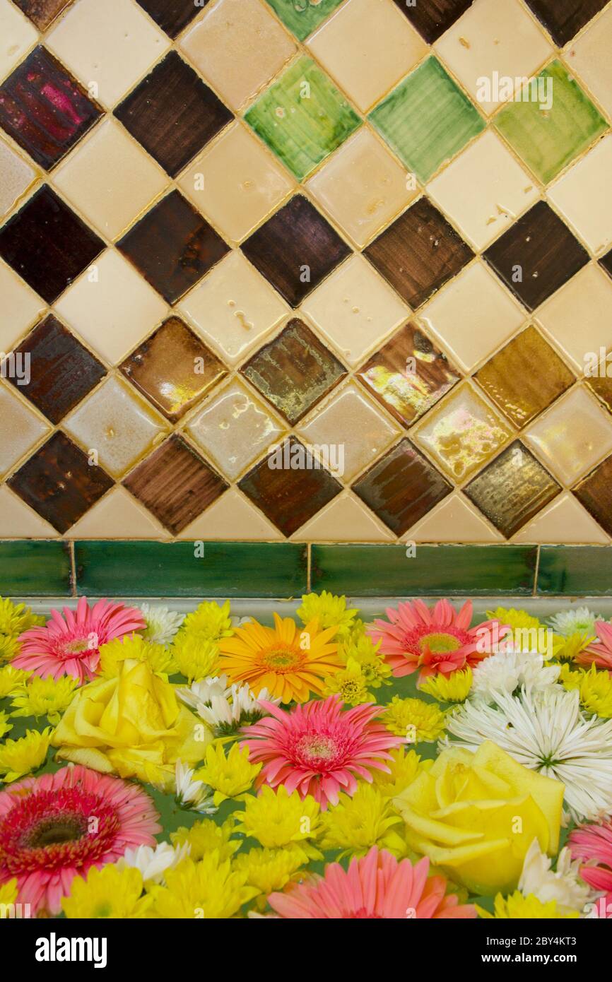 Daisy plant mosaic hi-res stock photography and images - Alamy