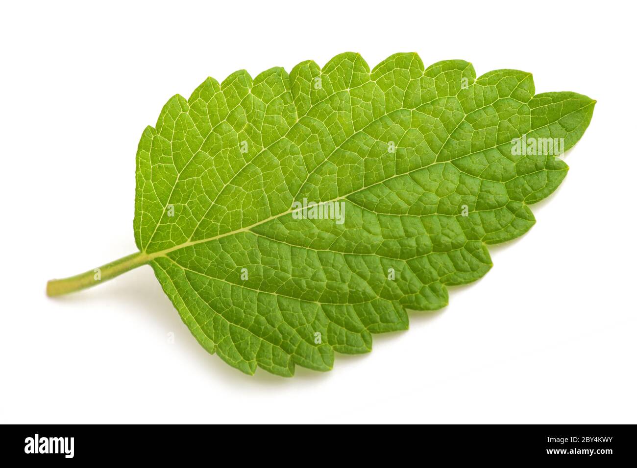 lemon balm  leaf isolated on white background Stock Photo