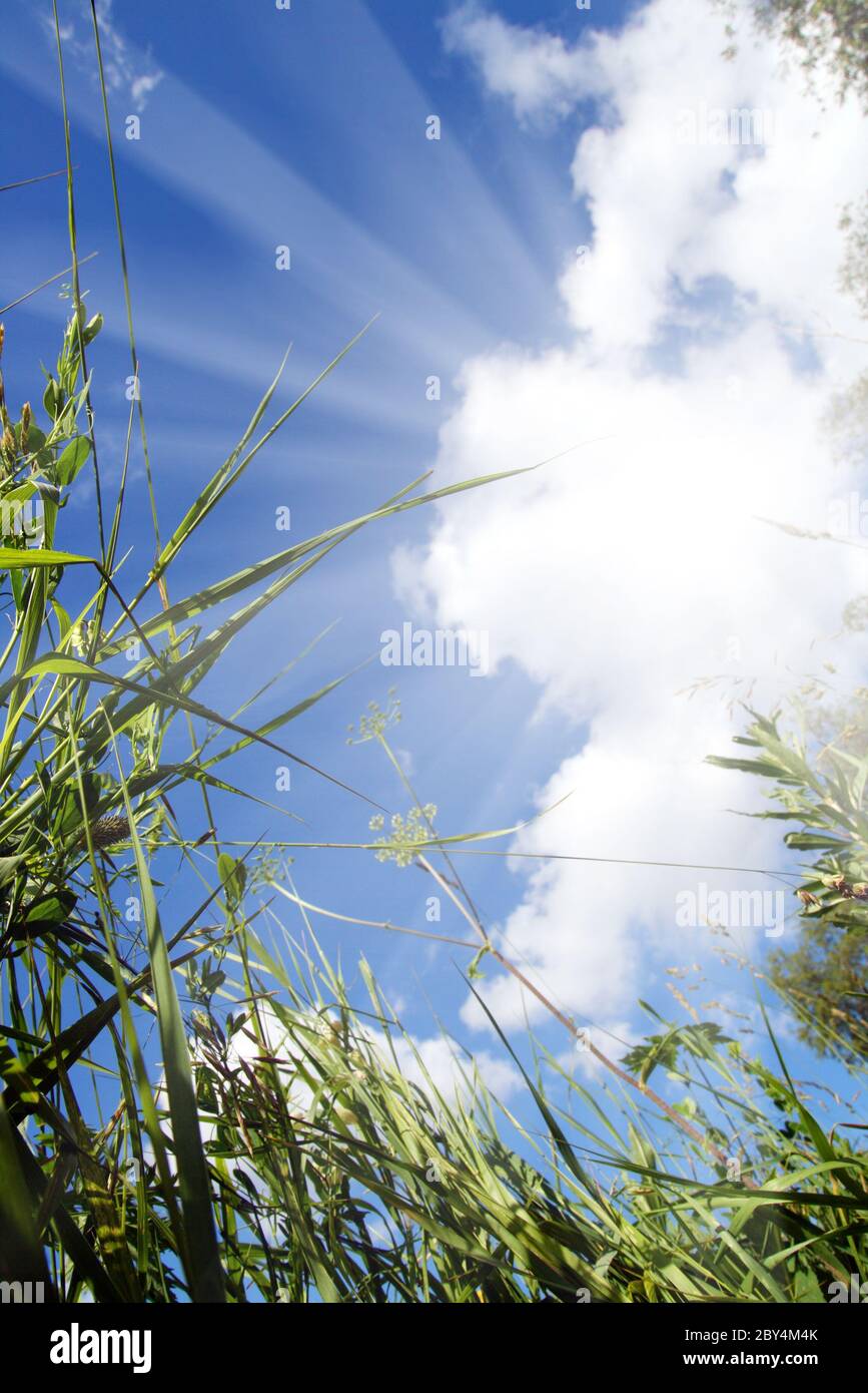 Green grass, blue sky, sun rays hi-res stock photography and images - Alamy