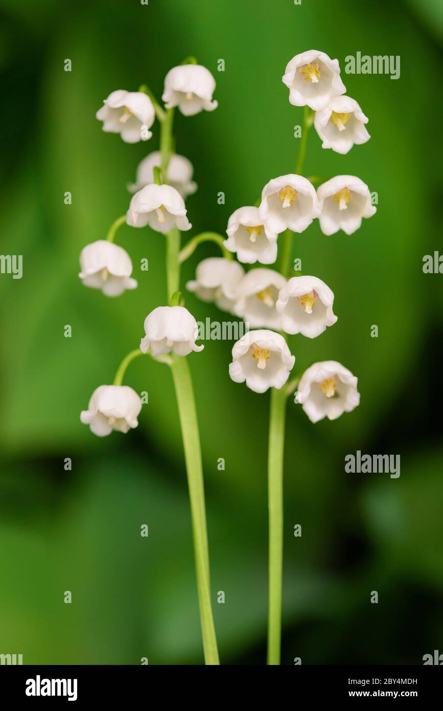 Lily of the valley on white hi-res stock photography and images - Alamy