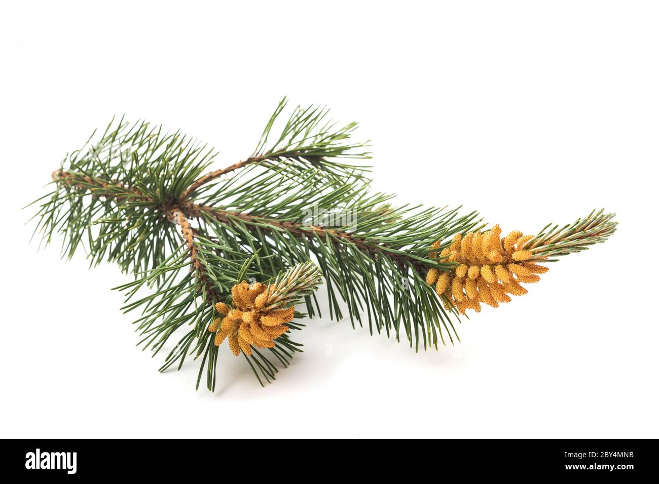 mugo pine branch isolated on white background Stock Photo