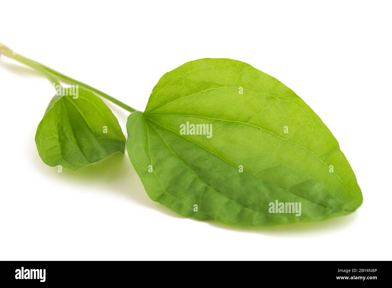 Broadleaf plantain leaves isolated on white background Stock Photo