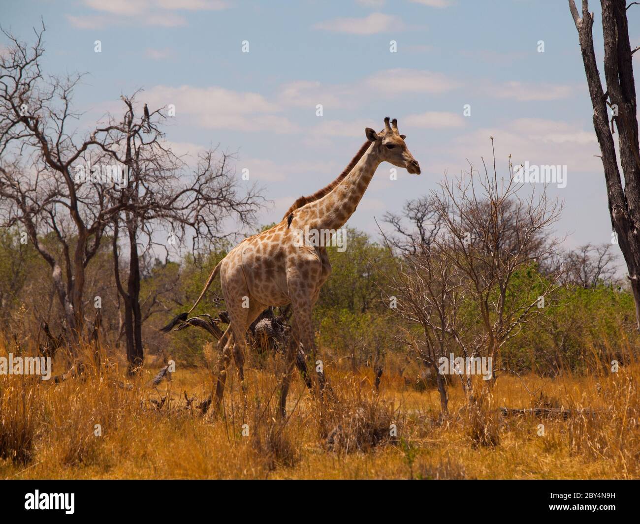 Giraffe in savanna (Moremi Game Reserve, Namibia) Stock Photo