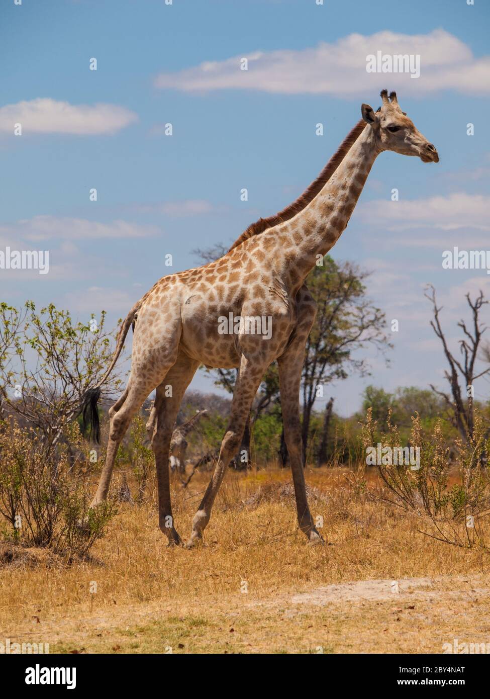 Giraffe in savanna (Moremi Game Reserve, Namibia) Stock Photo