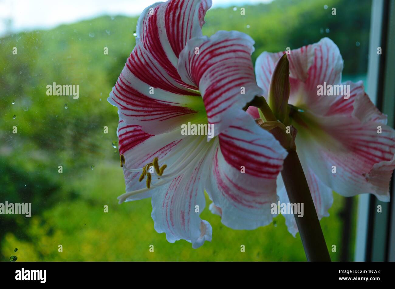 A bulbous plant of the lily family hires stock photography and images