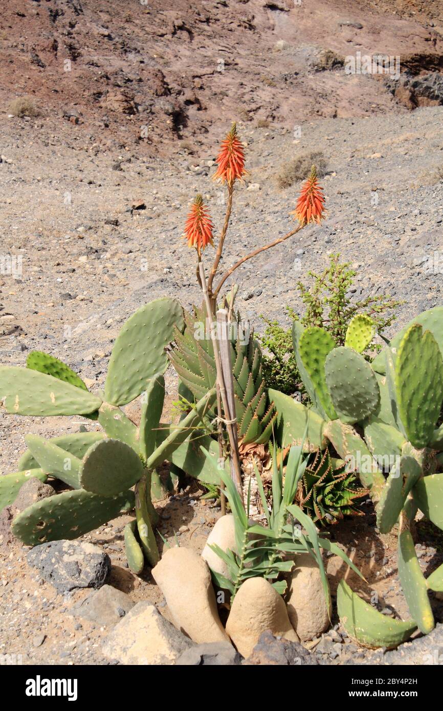 Candelabra kaktus bluten hires stock photography and images Alamy