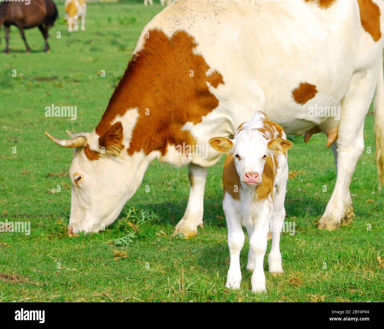 Cow Calf Next To Its Grazing Mother Stock Photo Alamy