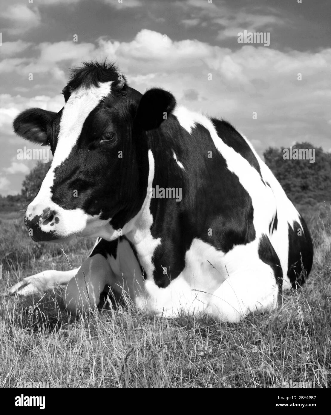 Black and white cow sitting down Stock Photo