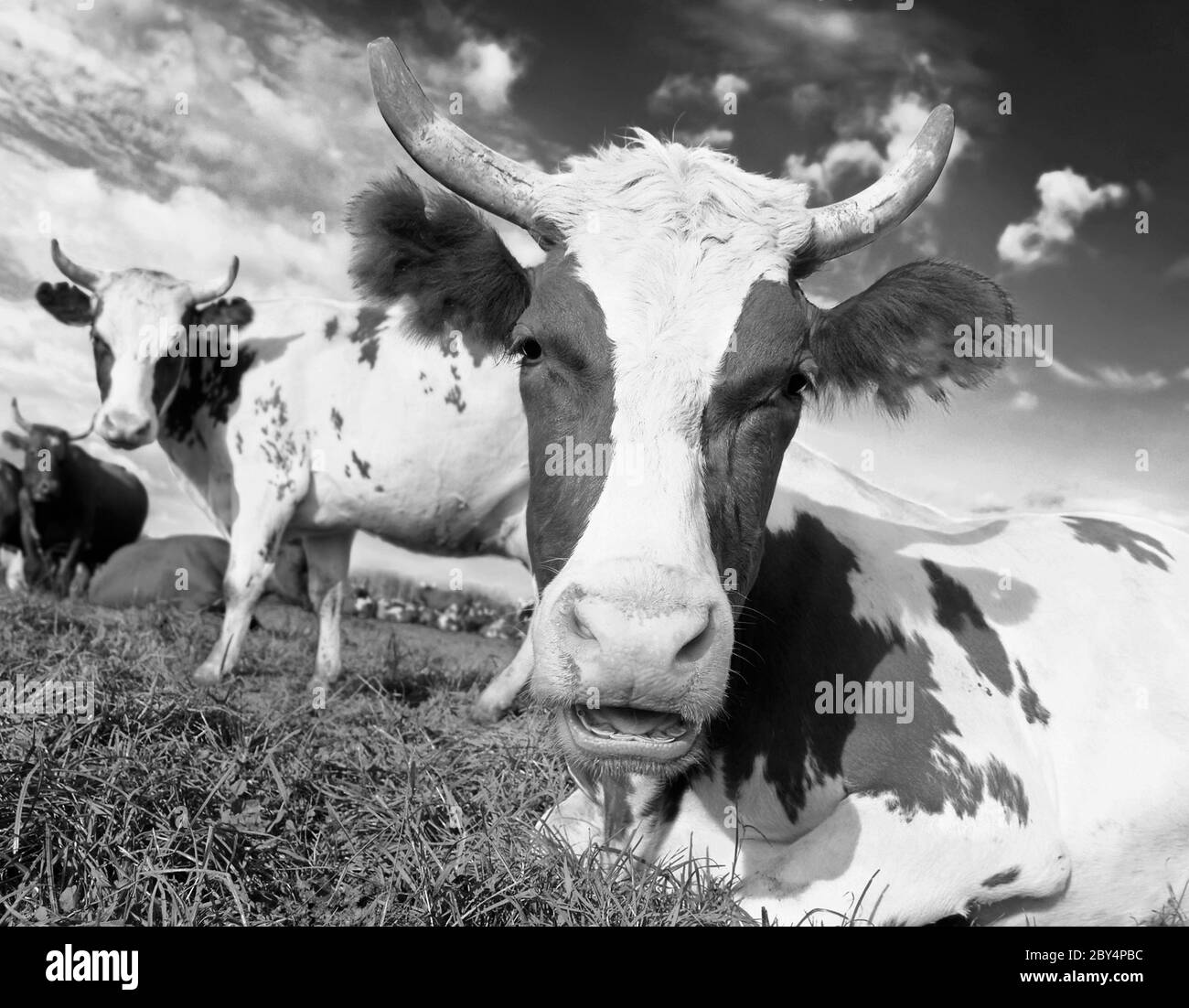 Close up of a dairy cow in a field Stock Photo
