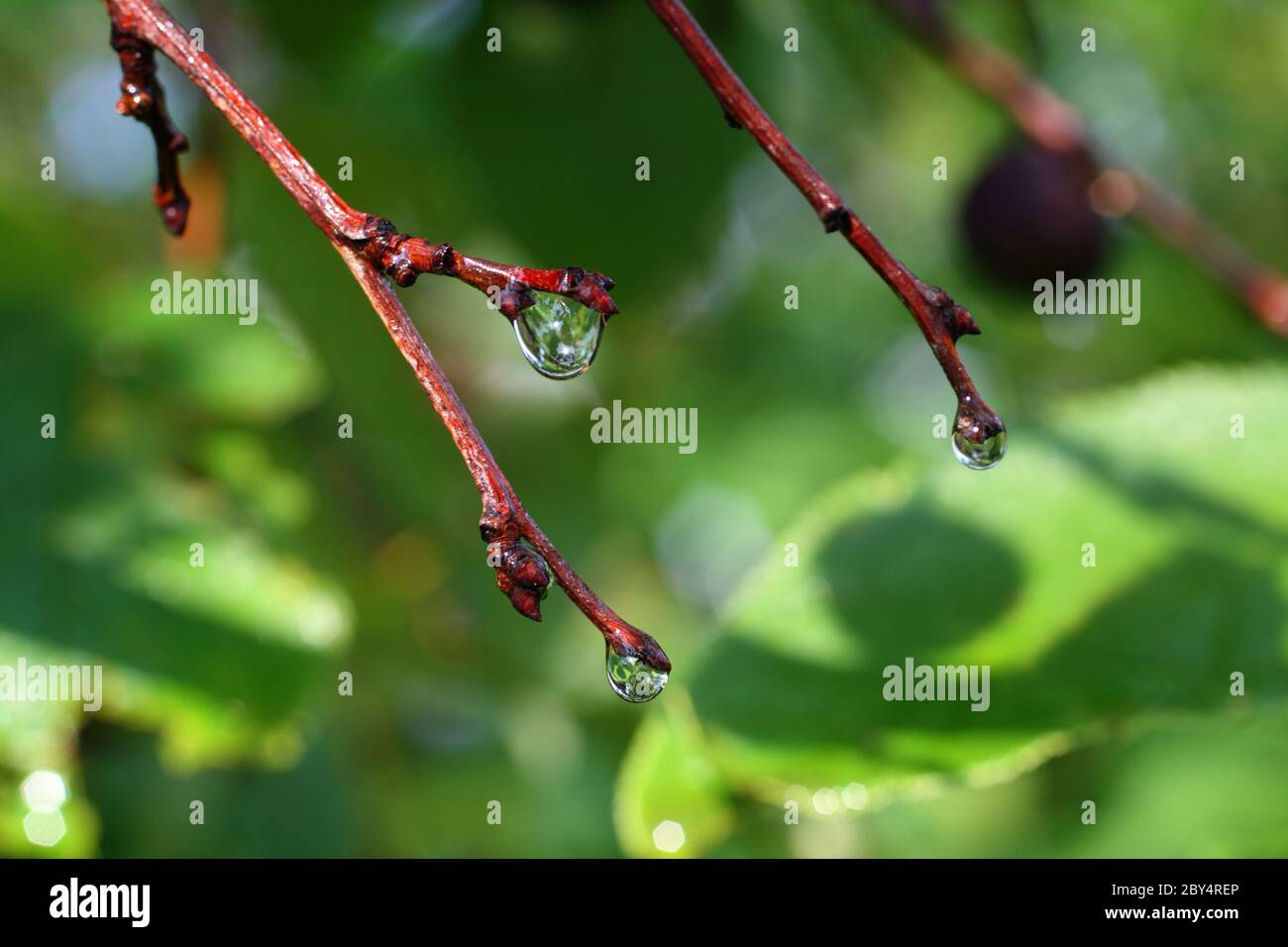 rain drops on twigs among green leaves Stock Photo