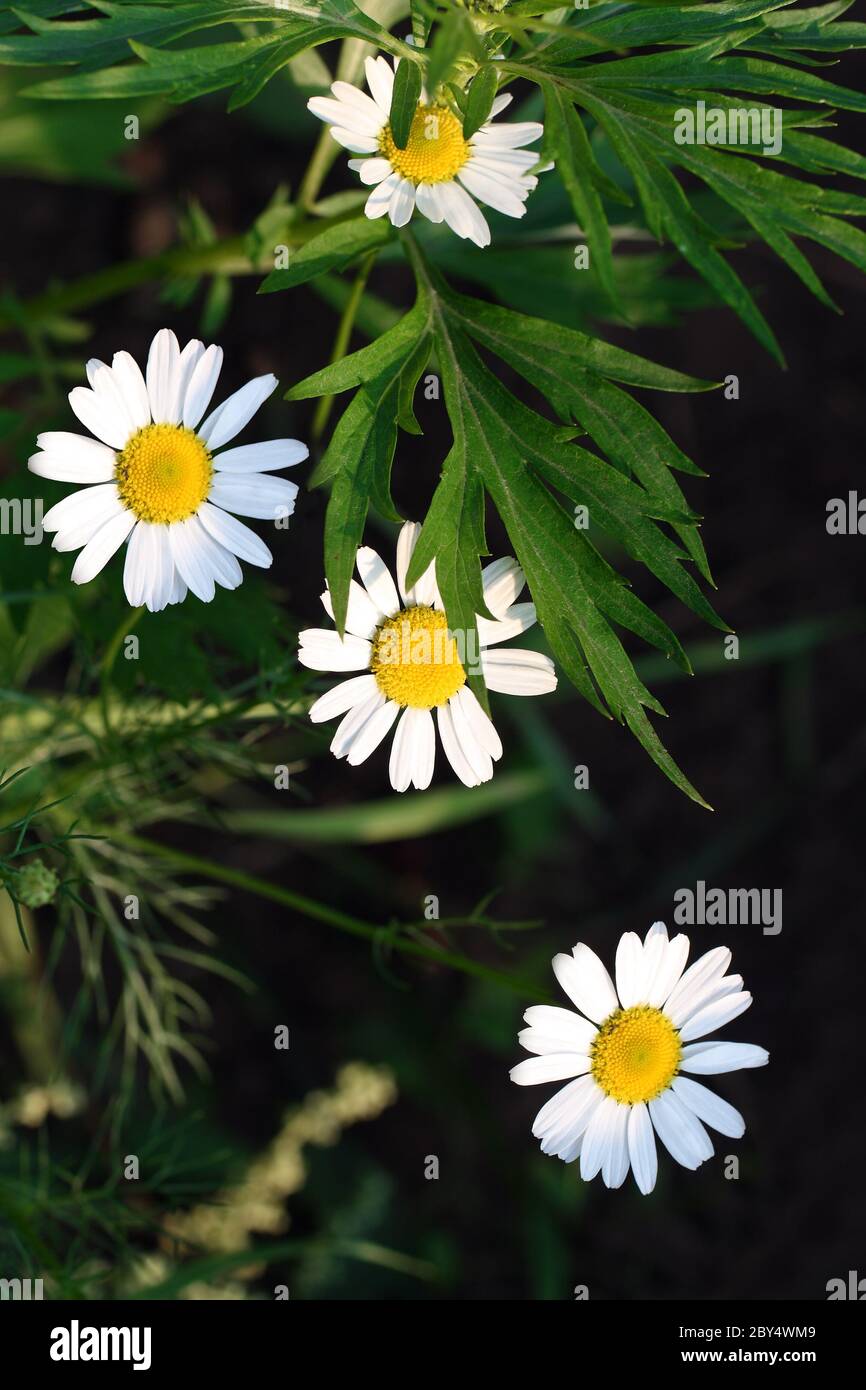 camomiles and leaves on dark background Stock Photo
