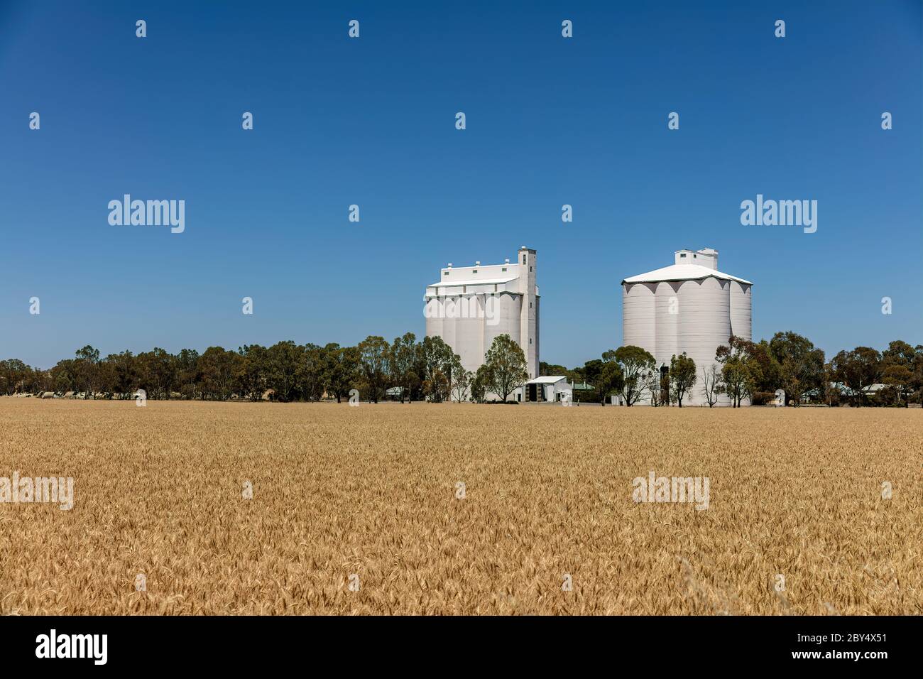 Wheat ripening in a field with white silos in rural South Australia Stock Photo