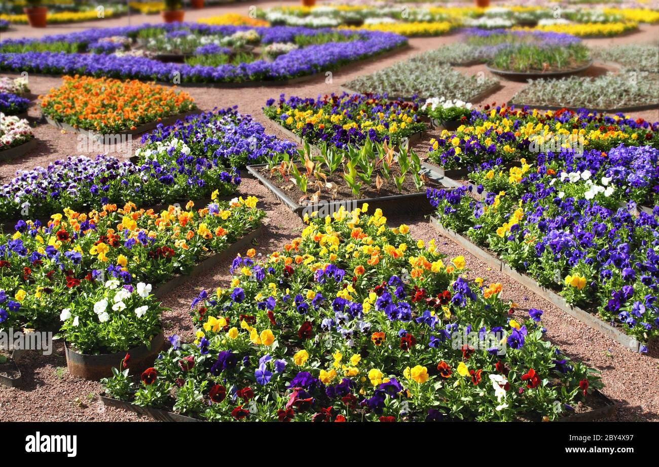 multicolour flower beds Stock Photo