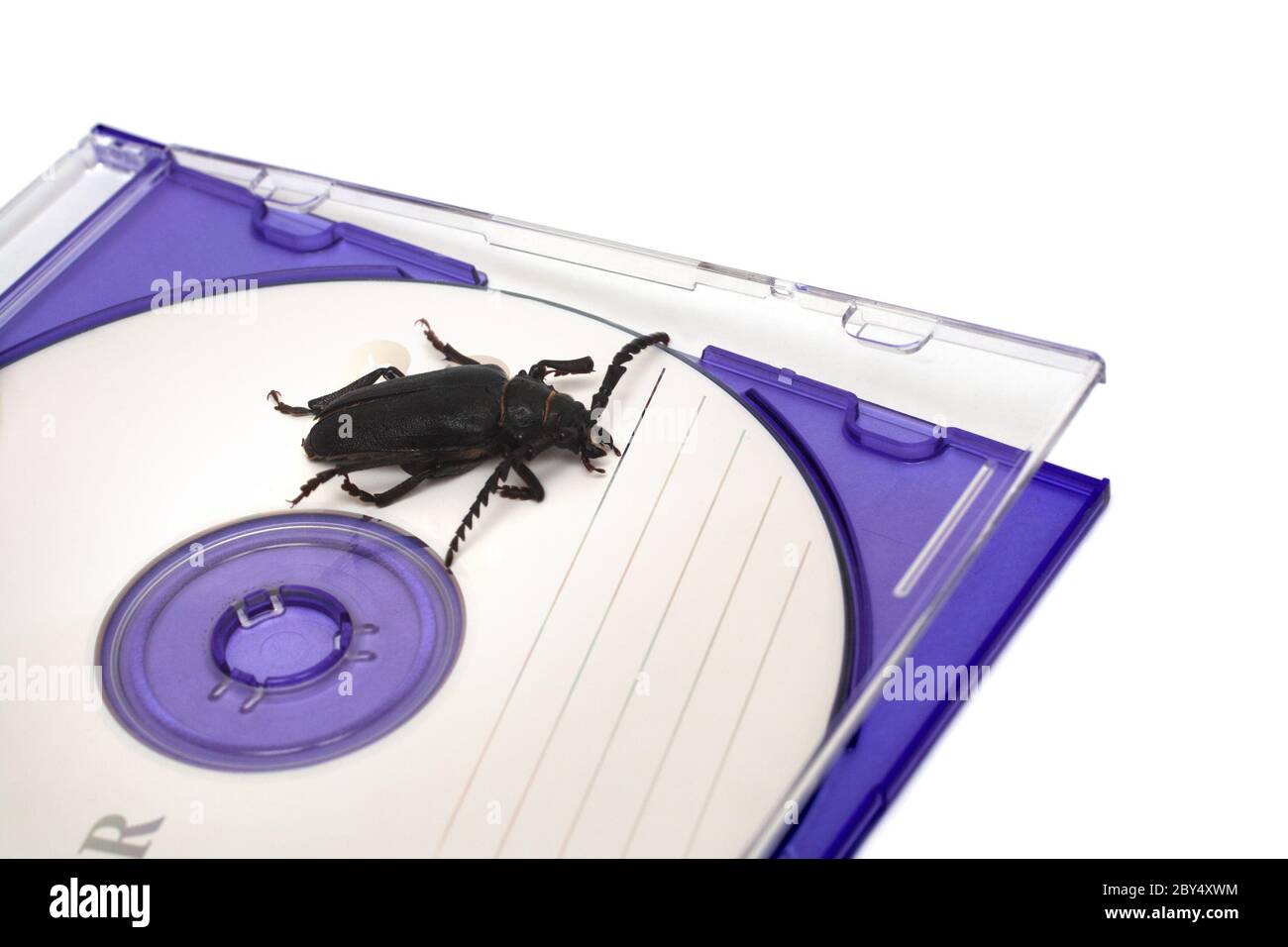 bug in software Stock Photo
