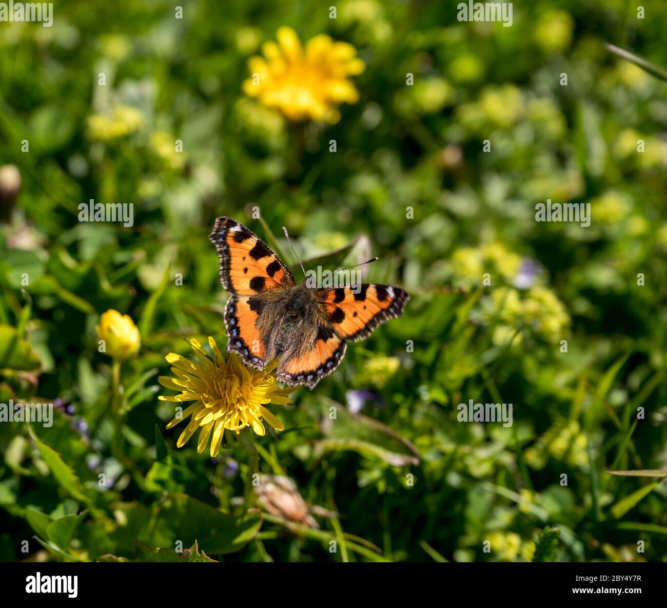 Oranger Schmetterling in Alpwiese Stock Photo