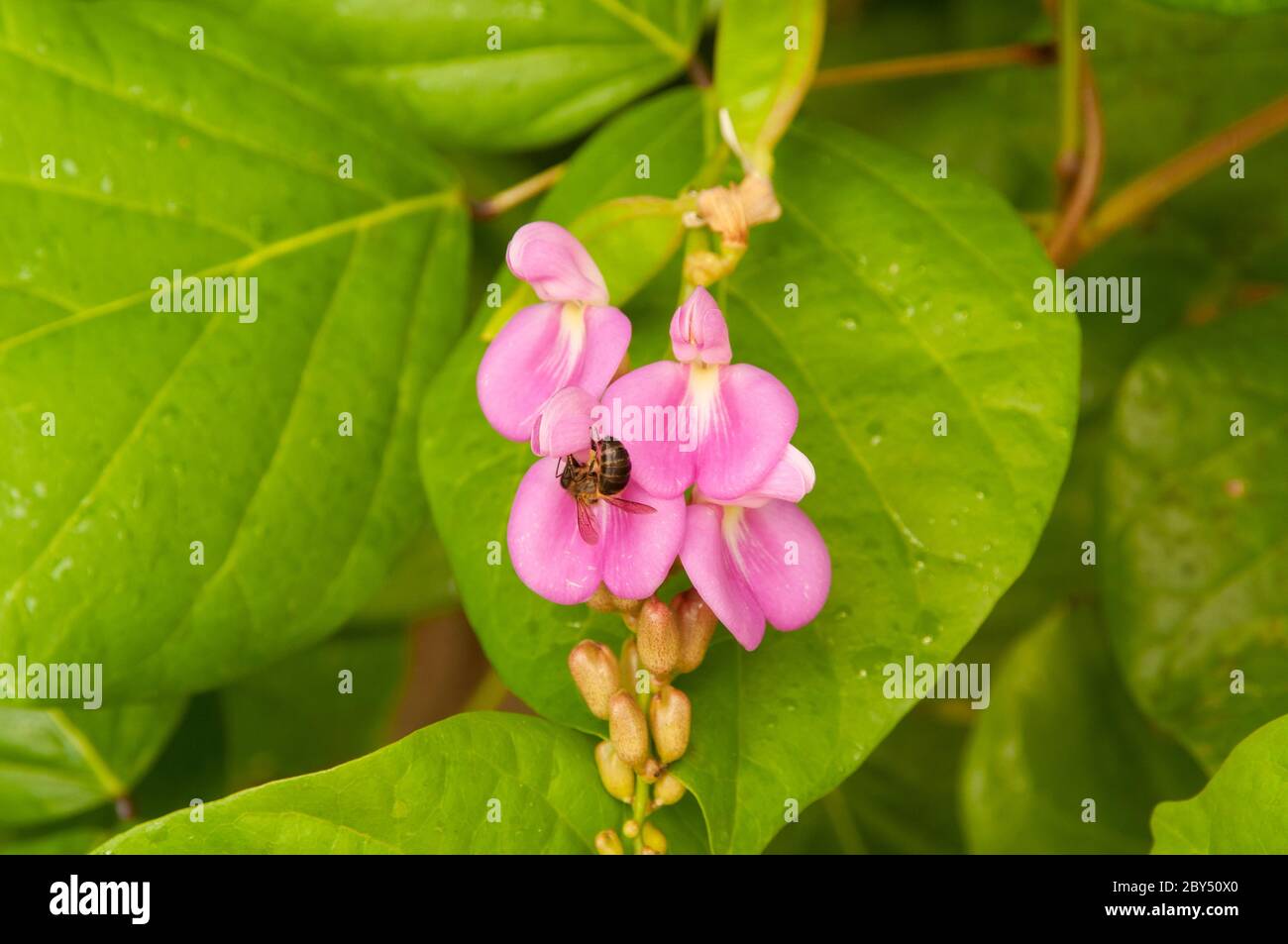 A bee is pollinating the bright pink flower of Canavalia cathartica a member of Legumes Family Fabaceae in Seychelles Stock Photo