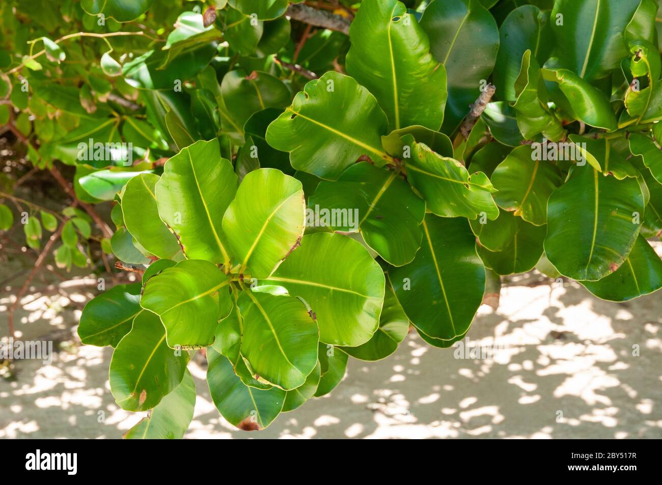 Green Leaves of Autograph Tree (Clusia rosea). Seychelles Stock Photo