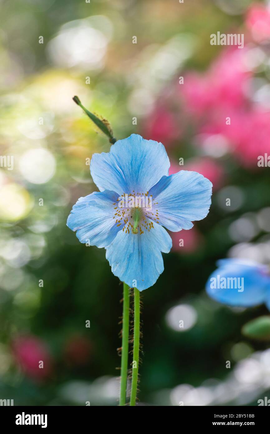 Meconopsis grandis. Blue Himalayan poppy Stock Photo