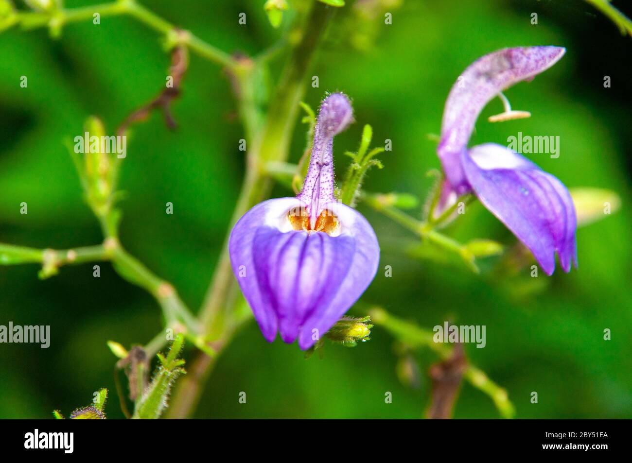 A beautiful purple tropical flowers of Brillantaisia owariensis a member of Acanthus Family Family Acanthaceae Stock Photo