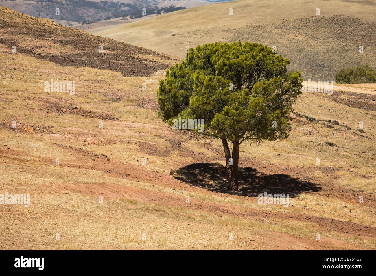 A solitary green tree in a dry drought affected area of South Australia Stock Photo