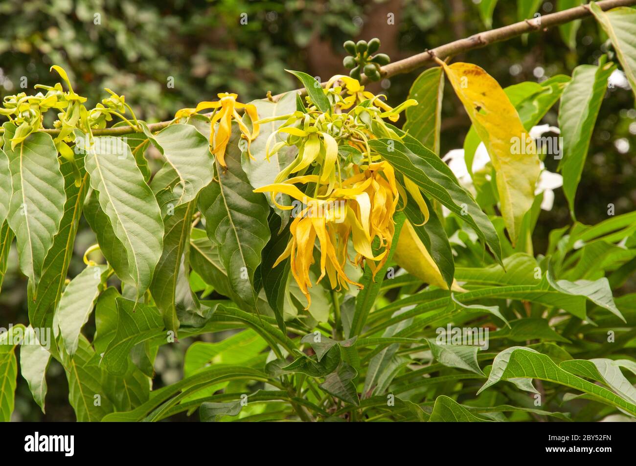 Beautiful single yellow tropical flower Ylang Ylang (Cananga odorata) Stock Photo
