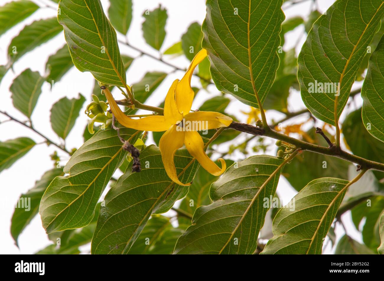 Beautiful single yellow tropical flower Ylang Ylang (Cananga odorata) Stock Photo