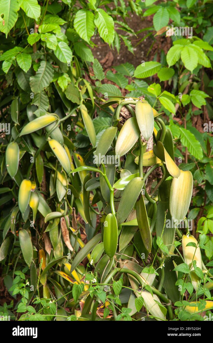 Vanilla plantation hires stock photography and images Alamy