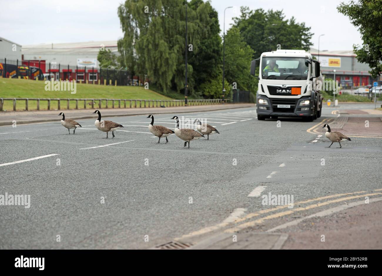Geese Stopping The Traffic Hi res Stock Photography And Images Alamy geese-stopping-the-traffic-hi-res-stock-photography-and-images-alamy