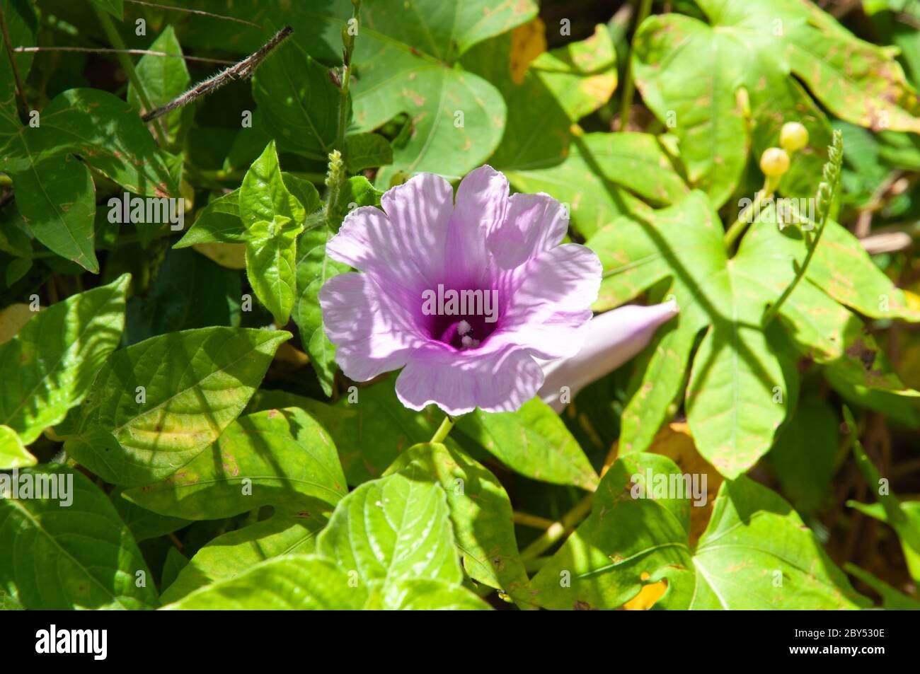 Beautiful pink single tropical flower Forest Morning Glory (Ipomoea mauritiana) Stock Photo