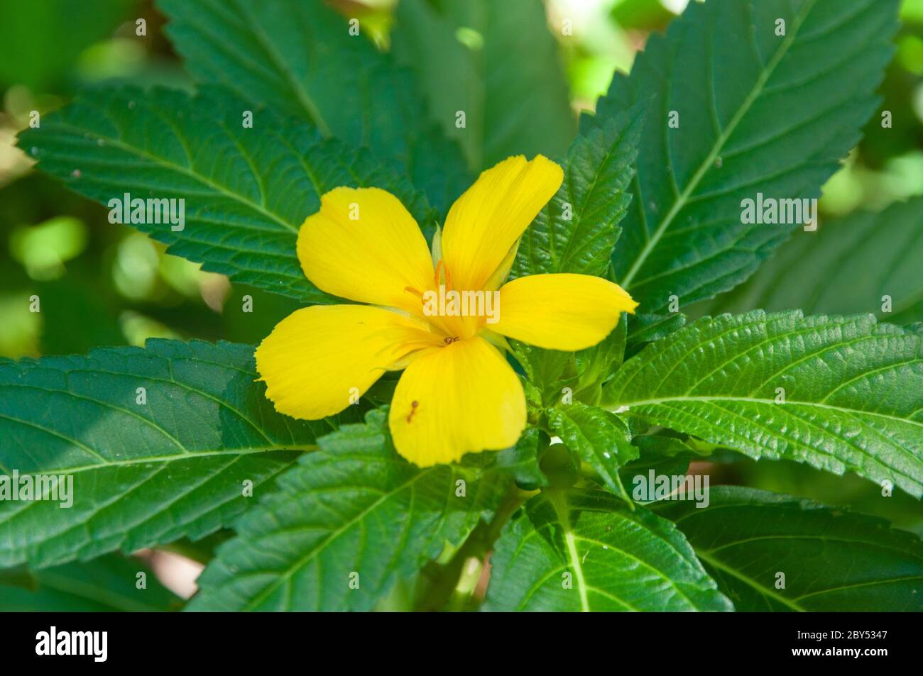 A beautiful yellow single tropical flower, Yellow Alder (Turnera ulmifolia). Seychelles. Stock Photo