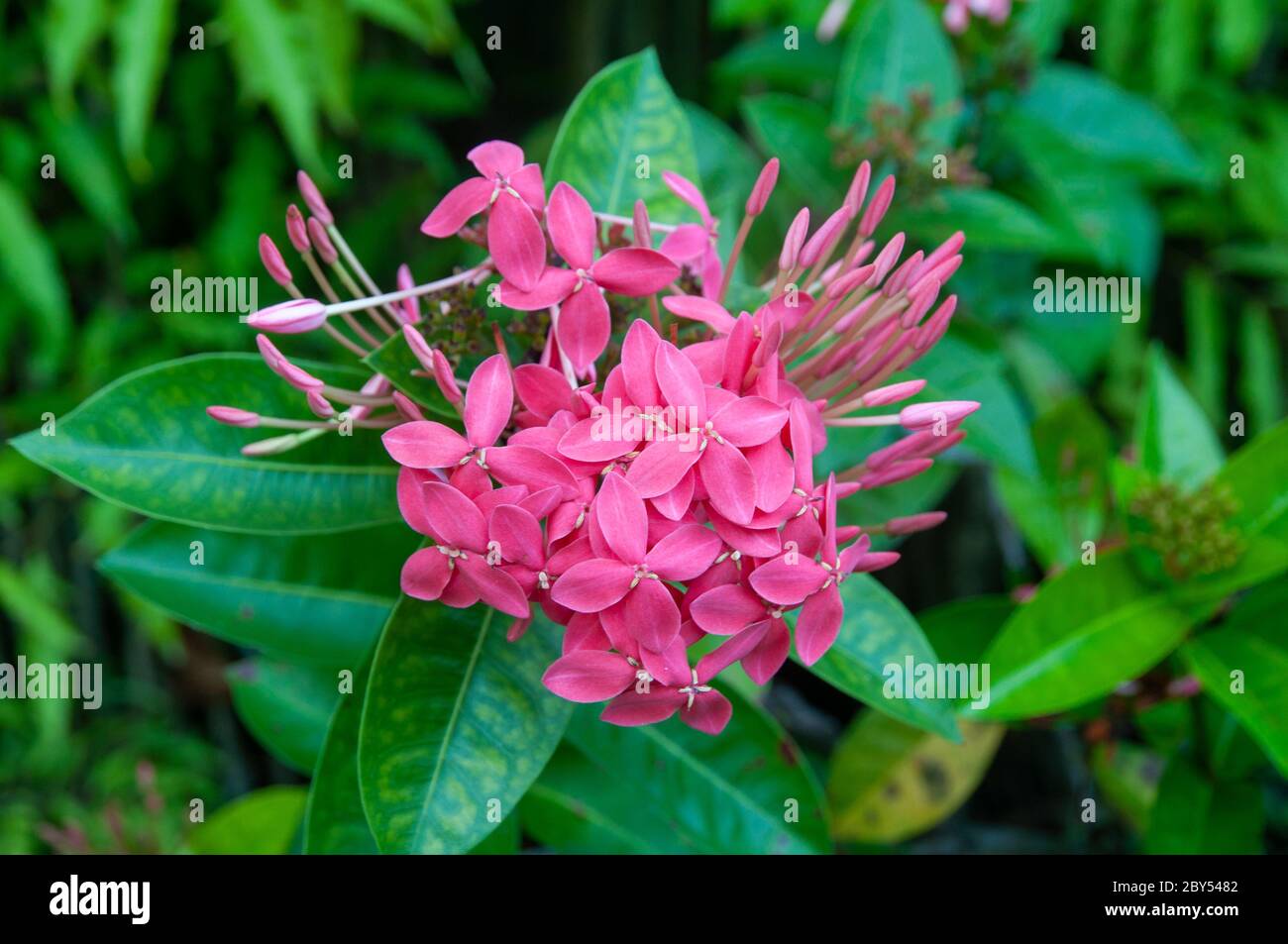 A beautiful colourful tropical flower Jungle Flame (Ixora coccinea) a