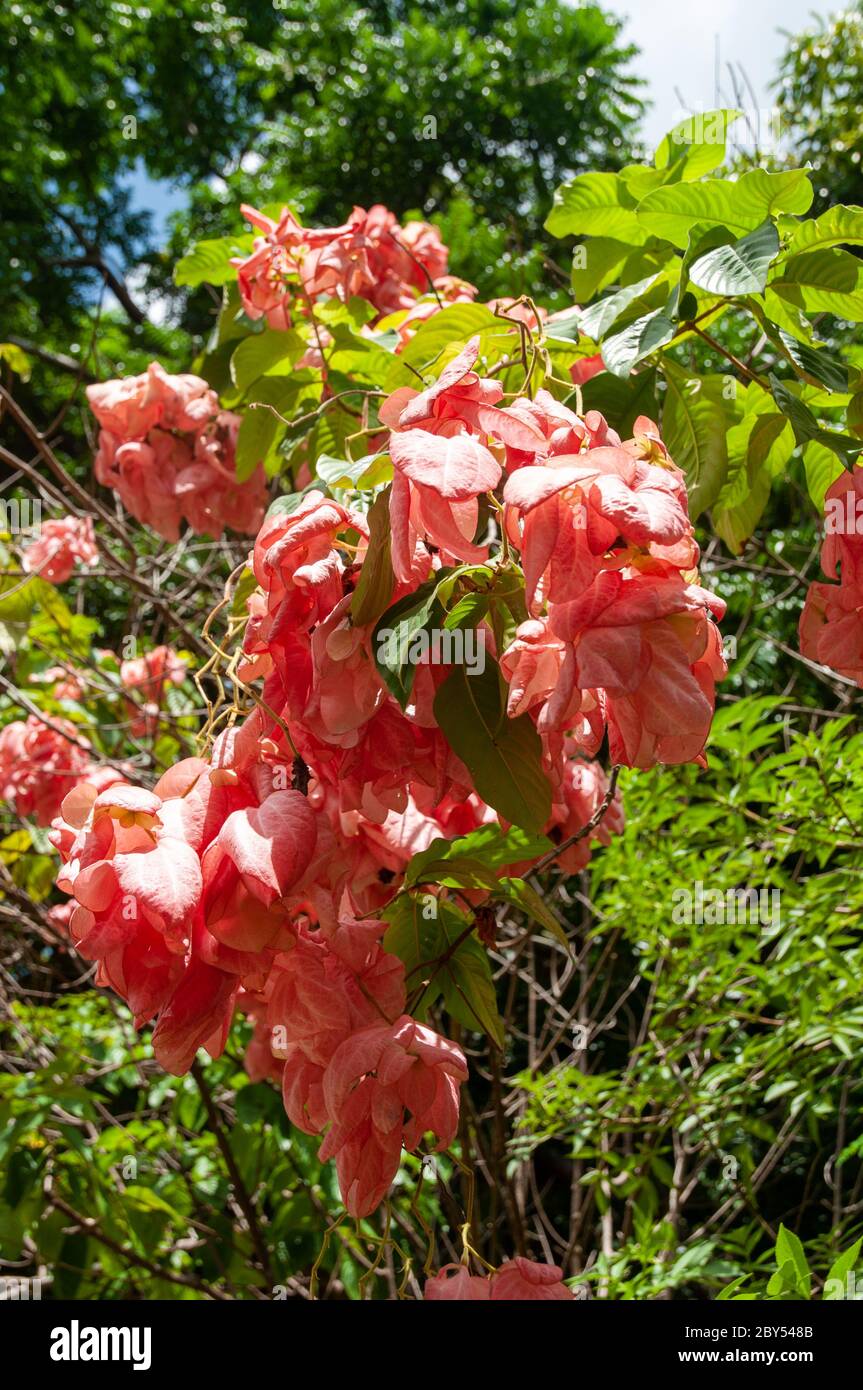 A beautiful colourful tropical flower Red-leaved Mussaenda (Mussaenda erythrophylla) a member of Madder Family Family Rubiaceae. Seychelles Stock Photo