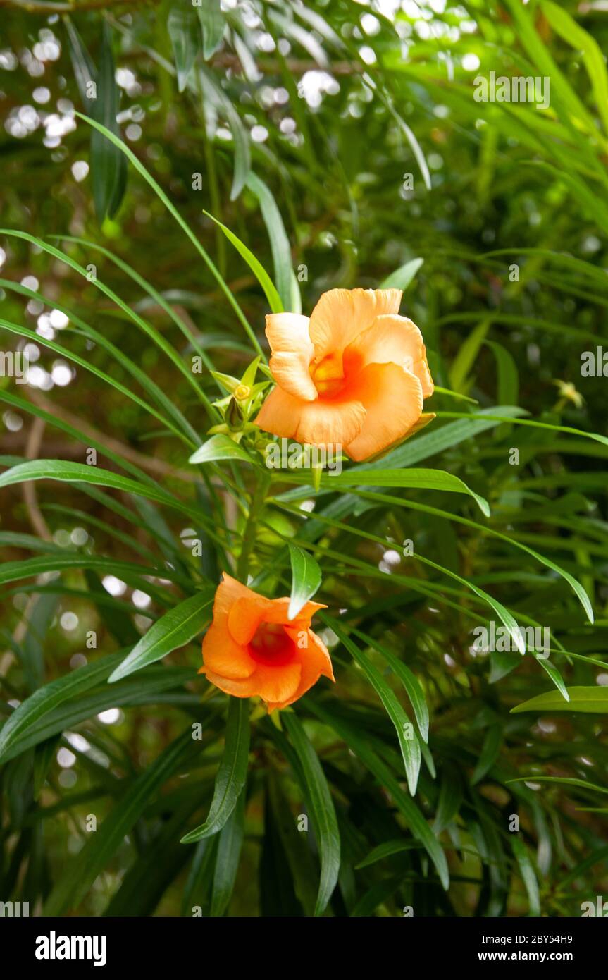 A beautiful single orange tropical flower Bestill Tree (Cascabela